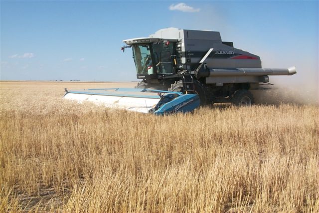 Wheat in West-Central Oklahoma Facing Problem of Stinking Smut