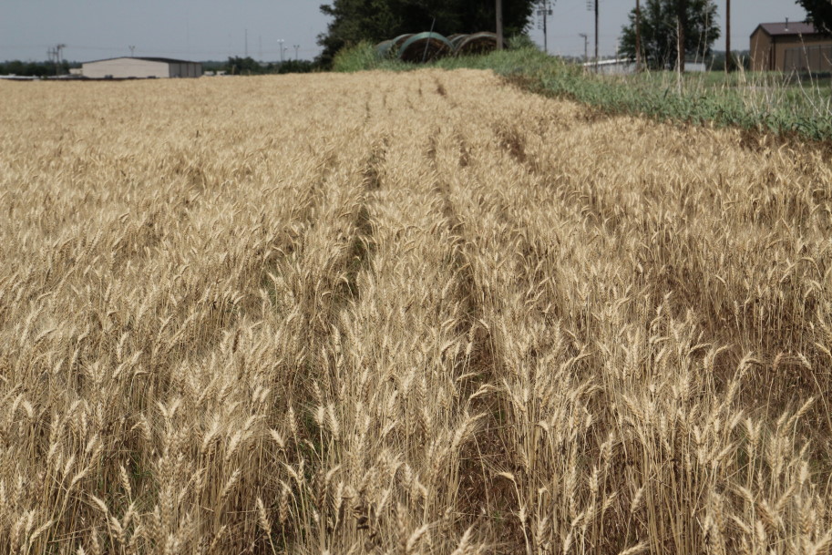 Most Oklahoma Wheat is Dead Ripe and Ready for the Combine