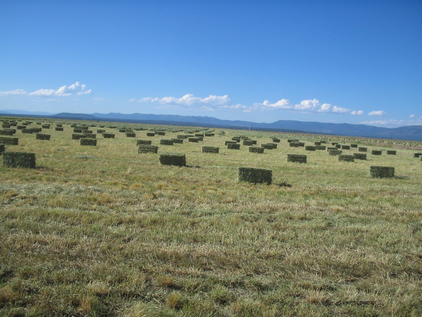 Cool-Season Grasses More Profitable Than Warm-Season Grasses
