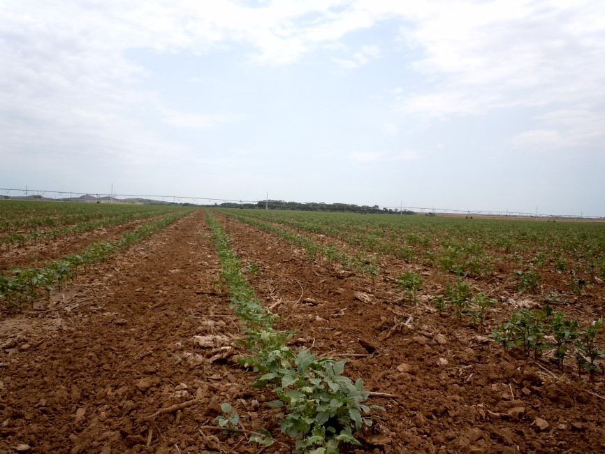 Drought Causing More Water Stress in Southwestern Oklahoma for Cotton Producers