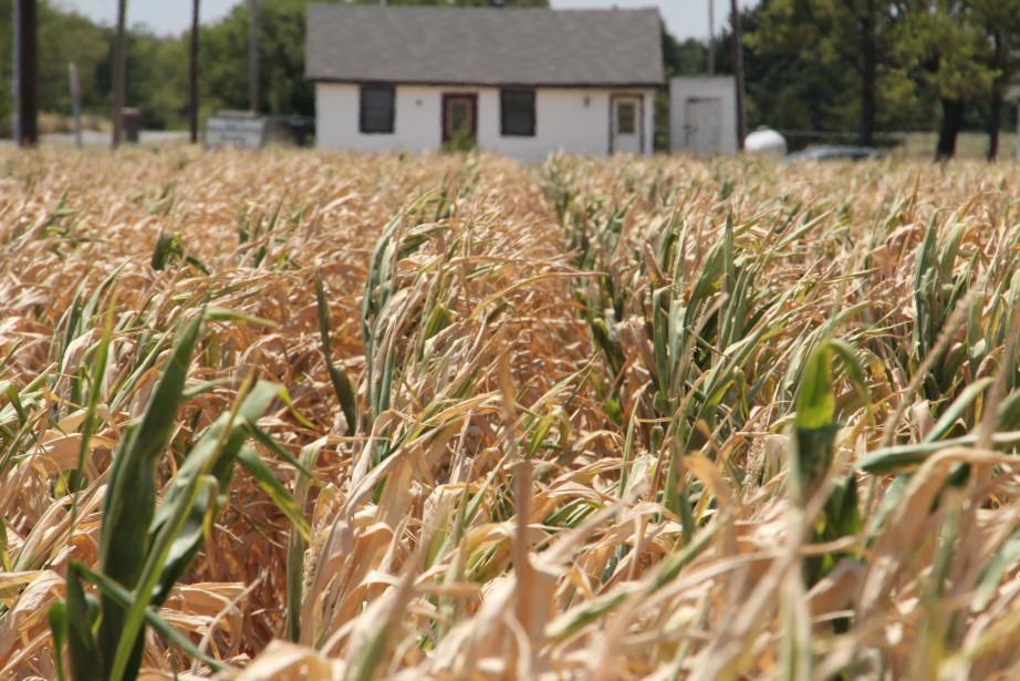 The 2011 Drought in Pictures- Oklahoma Corn Crop Dying