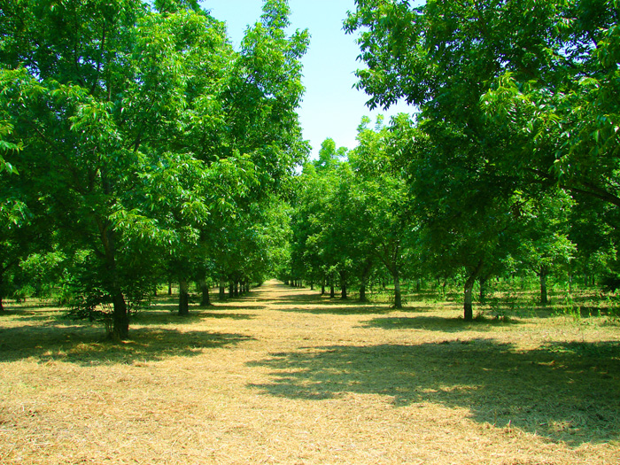 Noble Foundation Recognized as Pecan Grove of the Year 