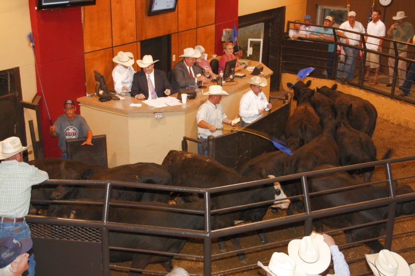 Livestock Market of Glasgow Hosts First Qualifying Contest for World Livestock Auctioneer Championship