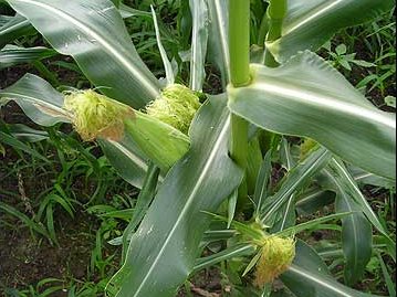 Monsanto Rolling Out Genetically Enhanced Sweet Corn