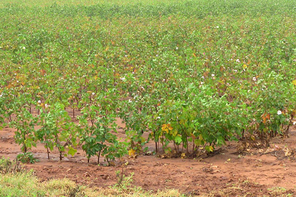 Up to 90% of the Oklahoma Cotton Crop Acreage Being Abandoned in 2011
