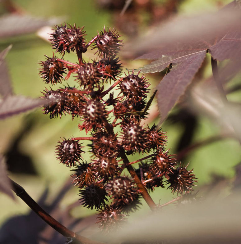 Oklahoma Sorghum Association Joins Opposition to Castor Bean Production 