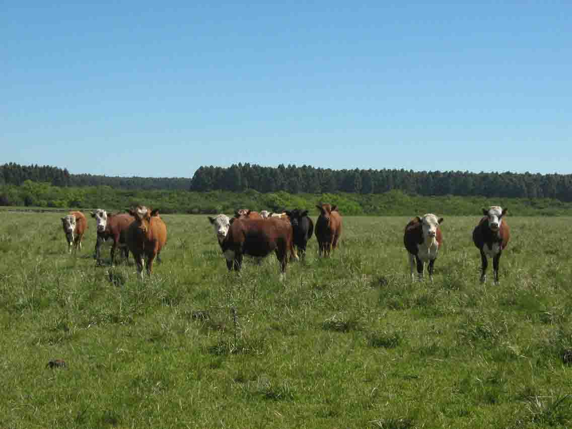 Cattle Producers Battle EPA Over Florida Water Quality Rules