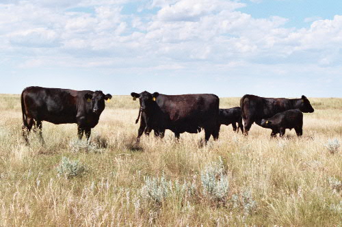 Drought Hammers US Beef Cow Herd