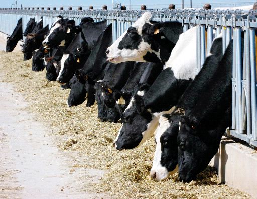 Dairy Farmers of America Support Dairy Policy Legislation