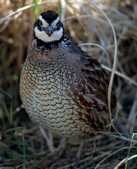 Oklahoma Department of Wildlife Conservation Awards Oklahoma State University with $2.7 for Bobwhite Quail Research