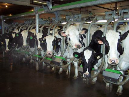 Time for Dairy Farmers to Time to Review Your MILC Contract