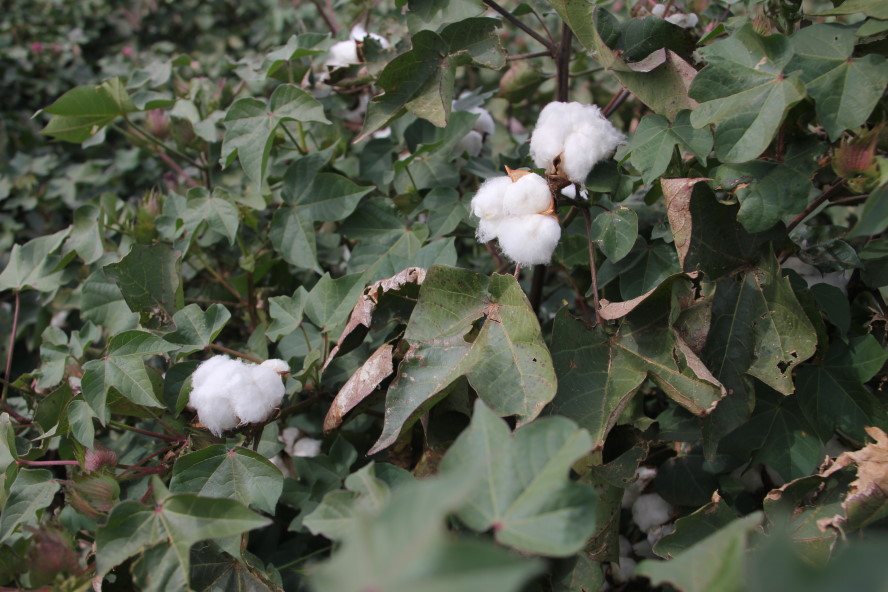Cotton Still Dealing with Heat and Low Yield Potential