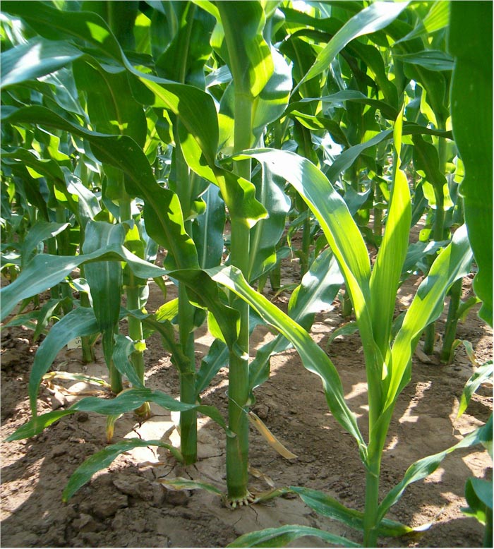 National Corn Growers Association Releases Commodity Title Proposal for 2012 Farm Bill