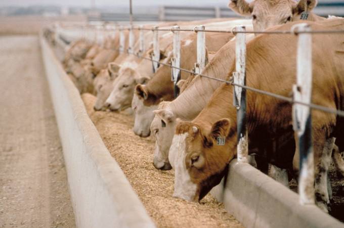 Cattle Feedlots Expected to Finish Year with Red Ink