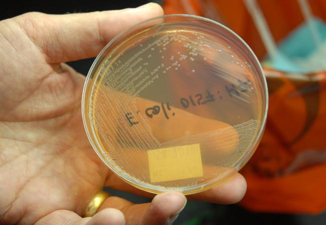 USDA Adds Six Strains of E. coli as Adulterants; New Testing Required