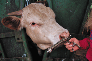 GAO Issues Yet Another Report on Antibiotic Use in Animal Agriculture