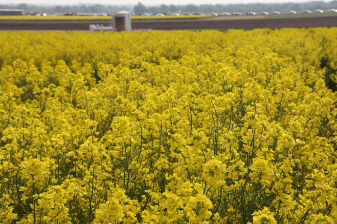 Getting Winter Canola Established Before Winter Dormancy- How Late is Too Late?