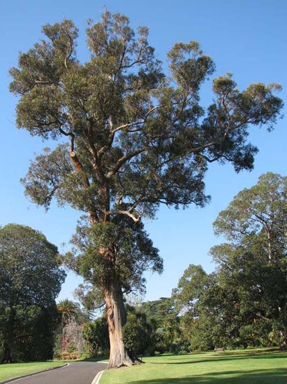 Biotechnology Industry Organization Pleased with Ruling in Case of Eucalyptus Trees