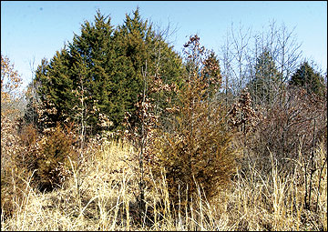 OSU Researcher Looking for Ethanol From Eastern Redcedar Trees