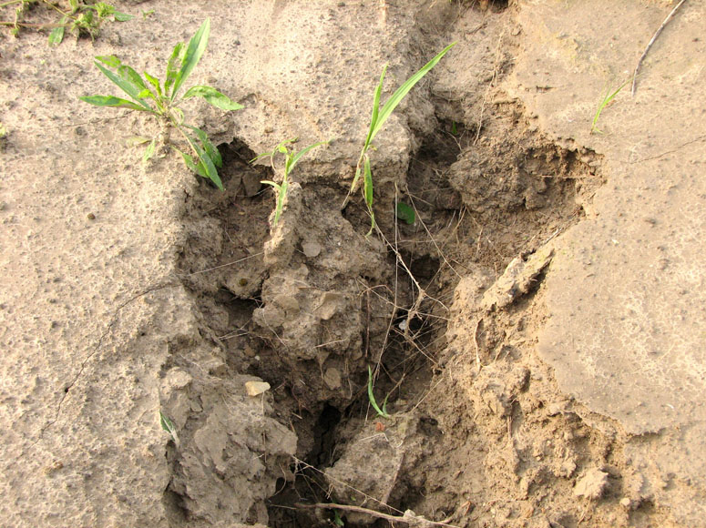 No-till on the Plains Webinar Over Soil Potential Available Now
