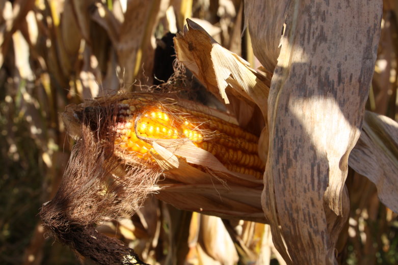 USDA Report Shows Drop in Corn Crop and Harvested Acres