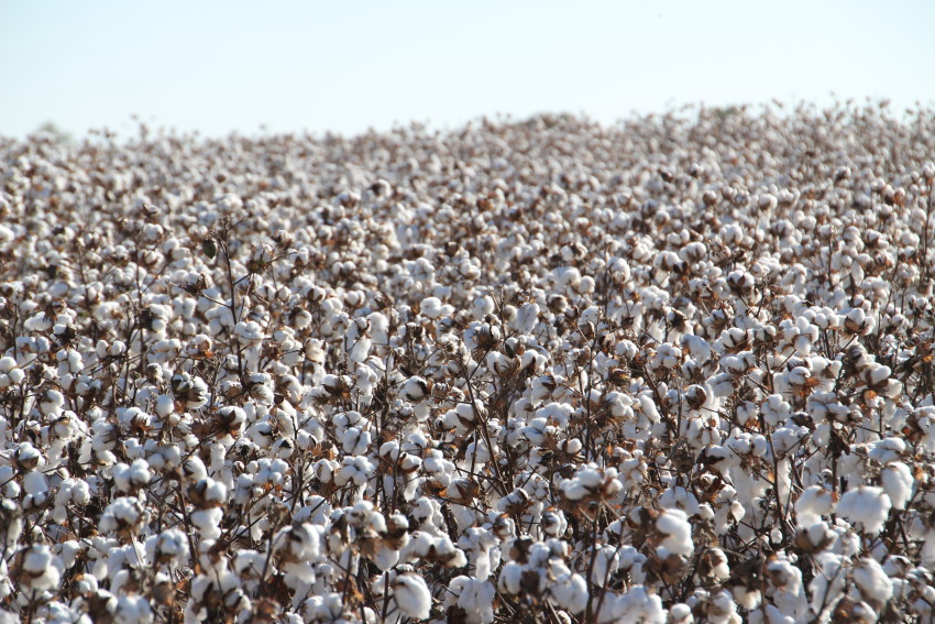 2011 Cotton Crop in Pictures- Ready for Harvest