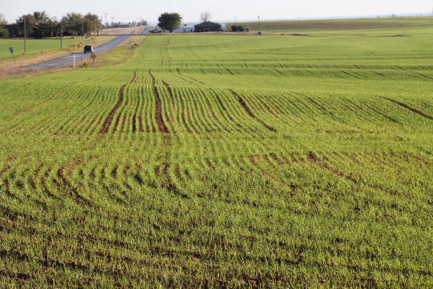 WheatWatch2012- Latest Pictures of 2012 Crop from Washita and Custer Counties