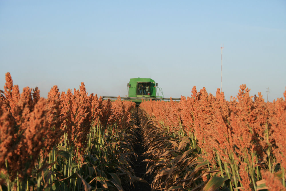 Terry Swanson with National Sorghum Producers says Demand for Sorghum is There