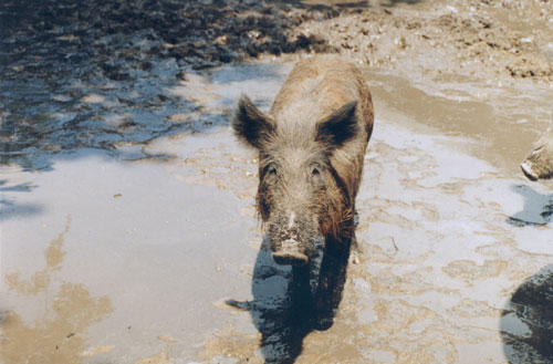 Oklahoma Landowners Can Reduce Hog Hunting Liability