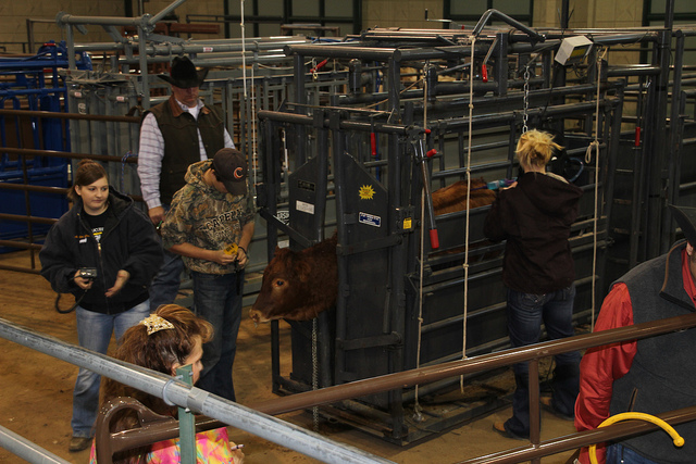 Department of Labor Proposes to Stop Youth 16 or Younger from Working With Livestock