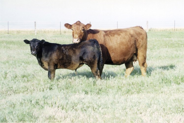 Recent Rainfalls Play Different Roles for Wheat and for Cattle