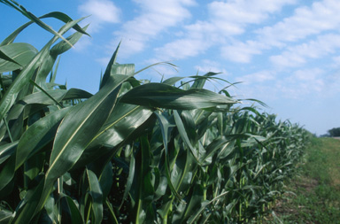 Monsanto Spotlights America's Farmers This Thanksgiving