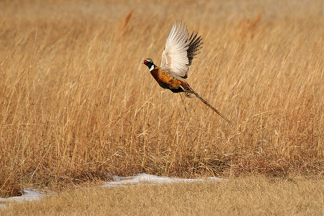 Hunting Pheasant Won�t Hurt Long-Term Population Numbers