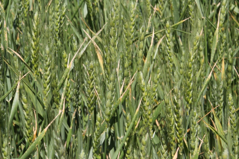 2012 Oklahoma Winter Wheat Crop Enters Winter in Surprisingly Good Shape