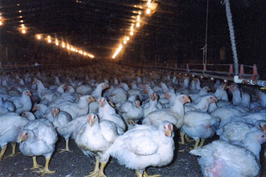 Broiler Production in Decline Now- But That Could Change Early in 2012
