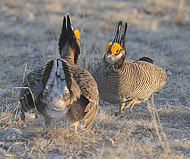 US Forest Service Tracks Lesser Prairie-Chicken Movements Using Satellite Telemetry