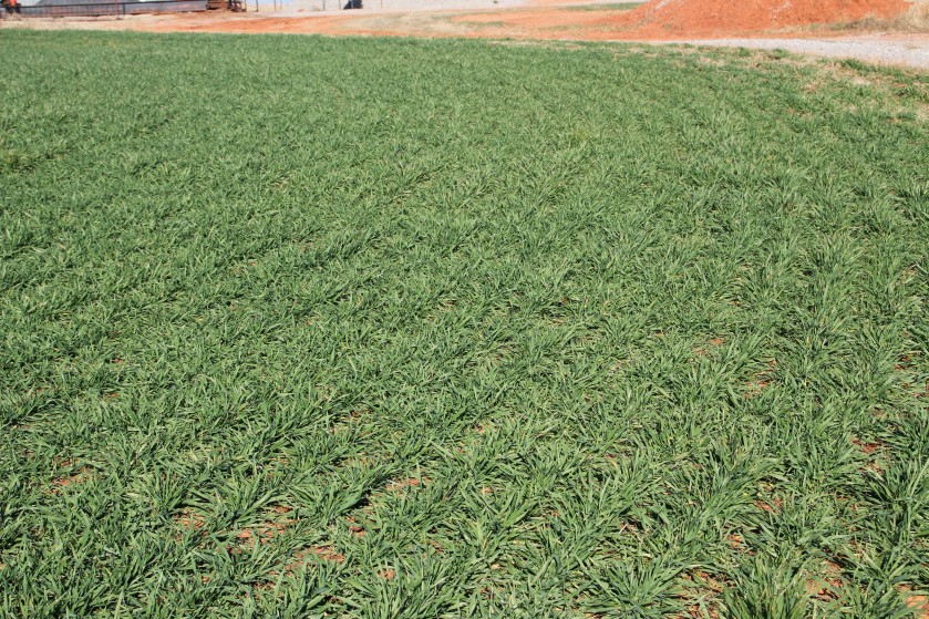 2012 WheatWatch- Pictures Show Wheat Progress as Winter Approaches