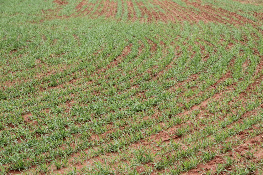 2012 WheatWatch- Pictures Show Wheat Progress as Winter Approaches