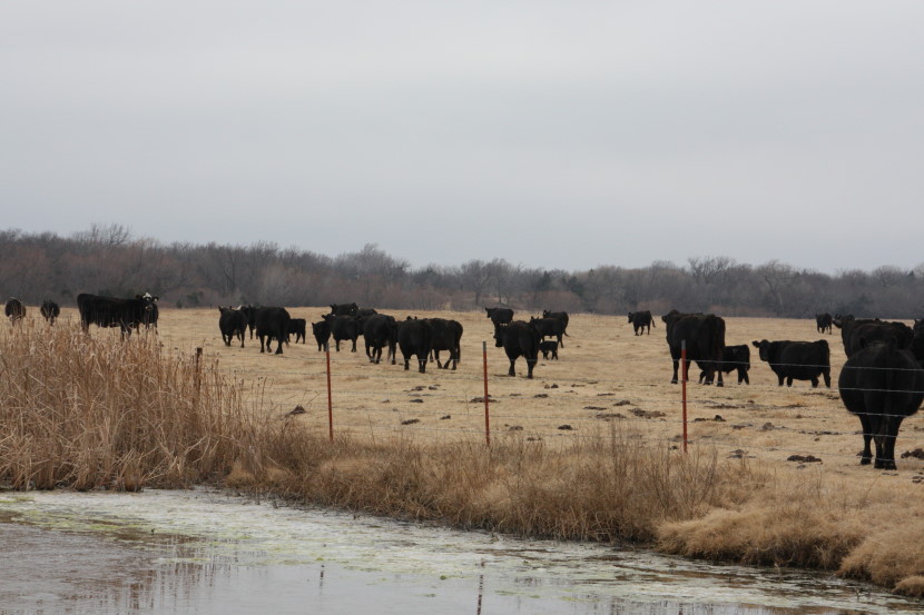 Environmental Stewardship Program Rewards Cattlemen 