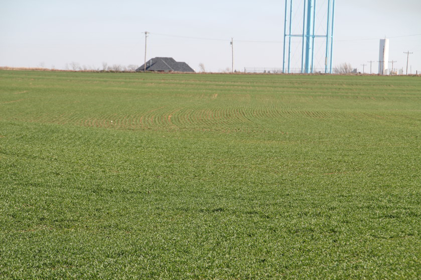 2012 WheatWatch- Wheat Crop Making Good Progress as Winter Arrives