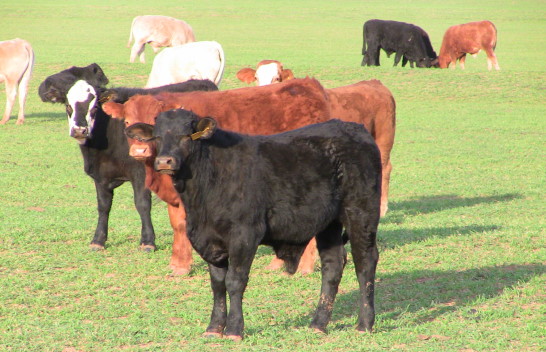 OSU's Dr. Derrell Peel Advises Cattle Producers How to Prepare for 2012