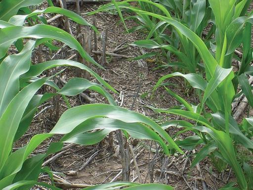 Organic Matter in No-Till Production Systems