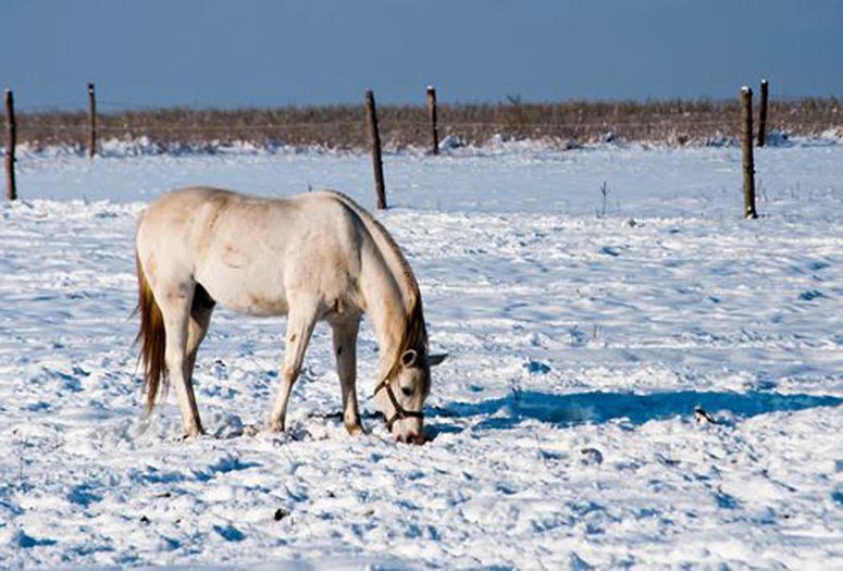Combat Cold Weather Nutritional Stress in Horses this Winter
