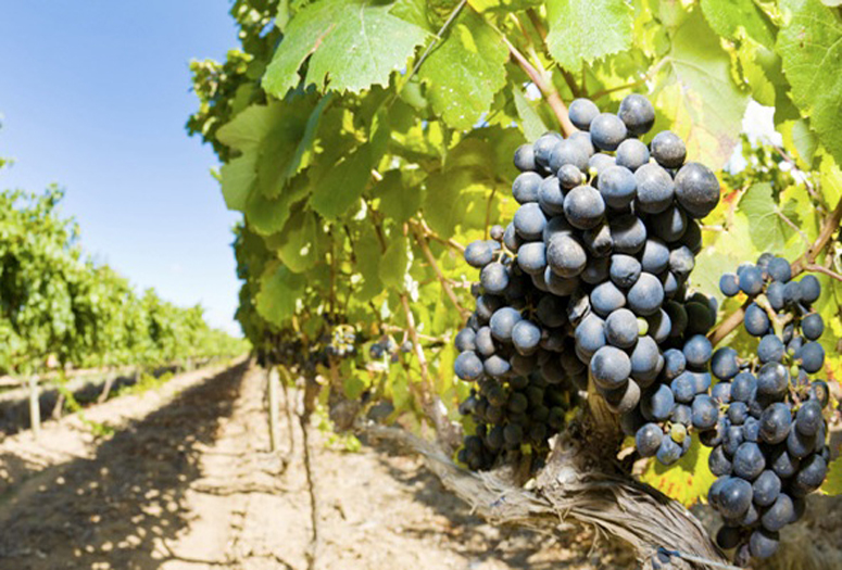 OSU Now Accepting Enrollment for 2012 Grape Management Course