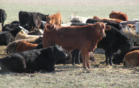 Cash Cattle Trade Slips Lower as 2011 Grinds to a Close