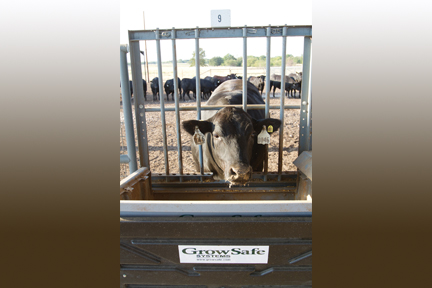 Collaboration Set to Revolutionize Feed Efficiency in Cattle