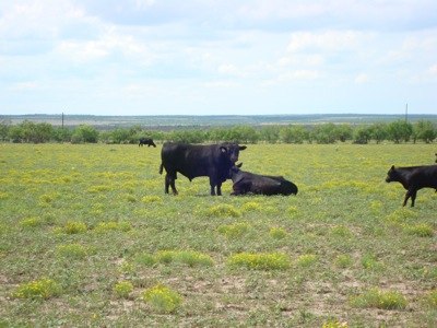 Can Angus Cattle Be Big And Efficient?