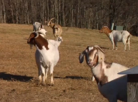 Kerr Center Reports On Meat Goat Tests