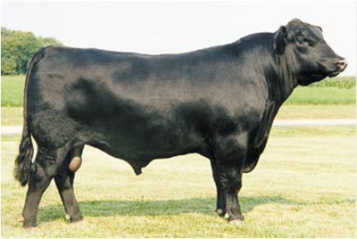 Express Ranches Dominates Angus Bull Competition at the 2012 National Western Stock Show