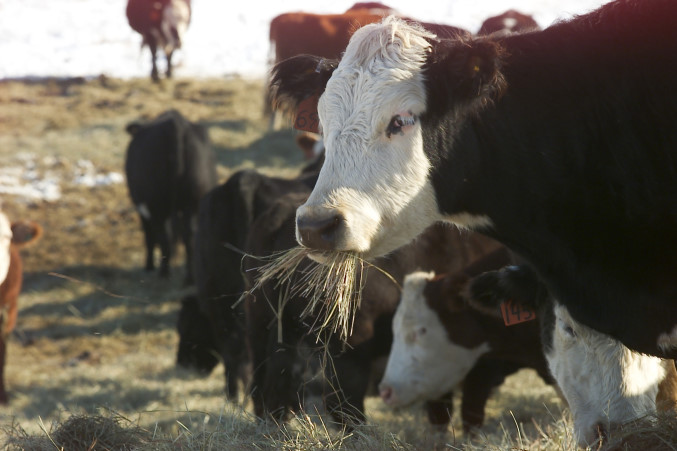 Cow Chow: Video Exploring What Cattle Eat